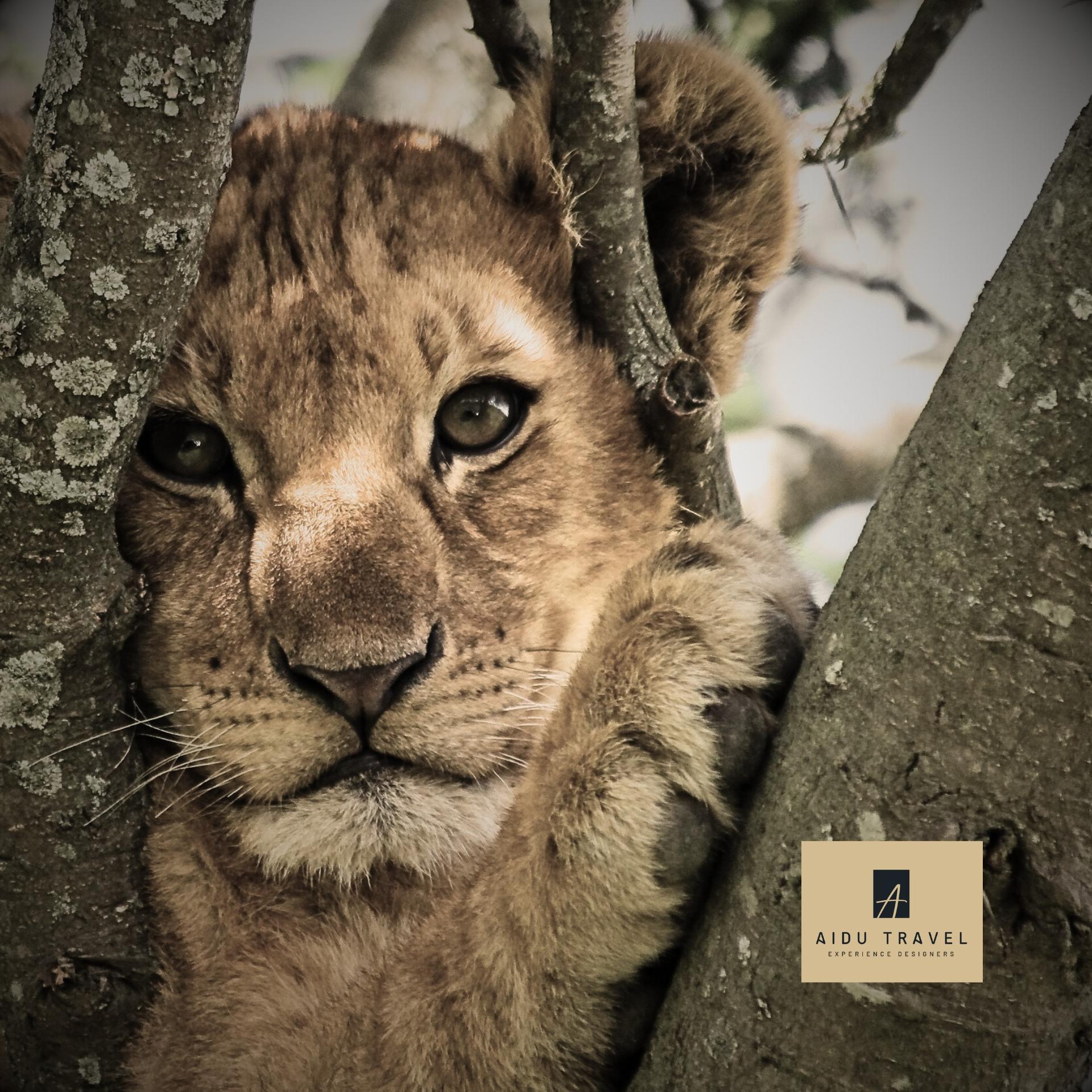 Imagen Expedicion A TRAVÉS DE LA TIERRA DE LOS MAASAI